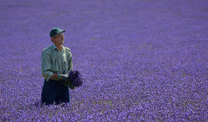 Lavender Field Farmer