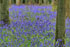 bluebells