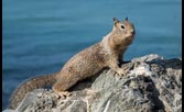 Ground Squirrel by Ann Rayers
