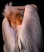 Light by Lynda Bailey