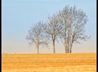 Trees on the Horizon by Nigel Laflin