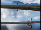 Dog at the Waterside