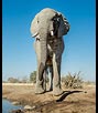Elephant at Water Hole by Penny Ollard