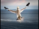 Gannet Landing by Dave Rayers