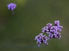 Verbena bonariensis by Bob Broglia